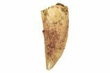 Serrated, Raptor Tooth - Real Dinosaur Tooth #245783-1